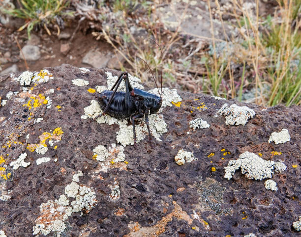 A black cricket sits on the cement floor facing left