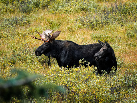 Moose Cow with Calf a the edge of the forest