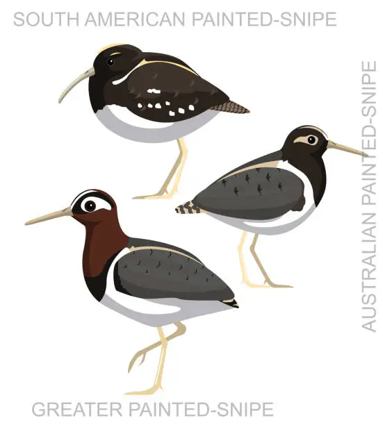 Vector illustration of Cute Bird Painted-Snipe Set Cartoon Vector