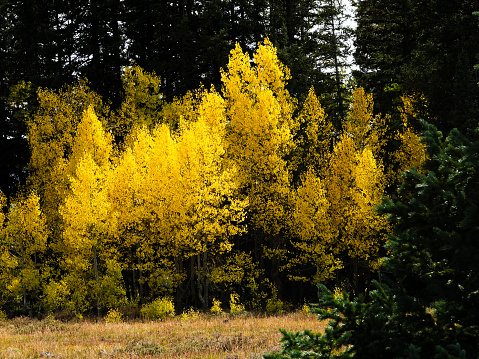 Brilliant yellow aspen trees in a conifer forest.