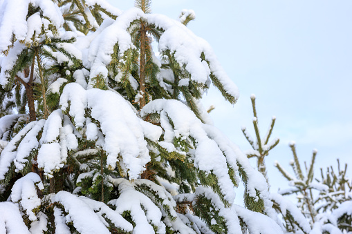 a large pine tree under the snow, after a heavy snowfall. a tree in the snow against a gray sky