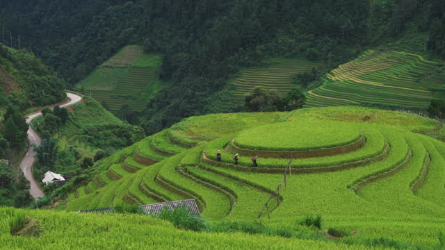 Rice field Terraces panoramic hillside with rice farming on mountain