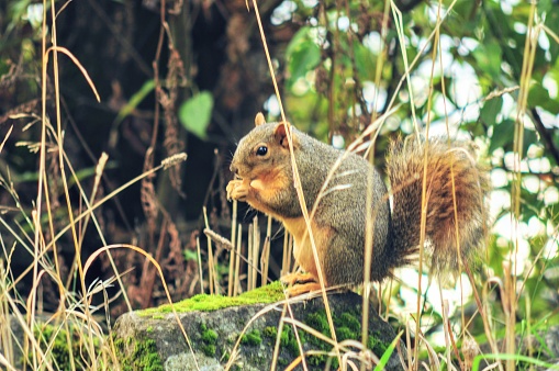 Squirrel posing on log
