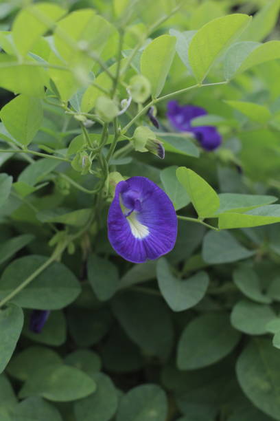 istock The pea plant (Clitoria ternatea) 1689992282