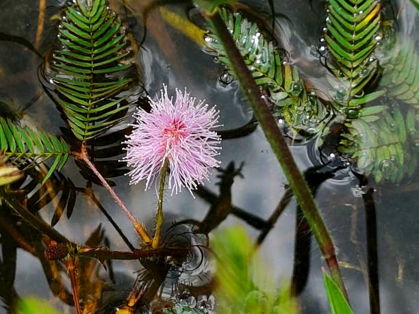 istock Mimosa flowers growing on the water's edge 1689993465