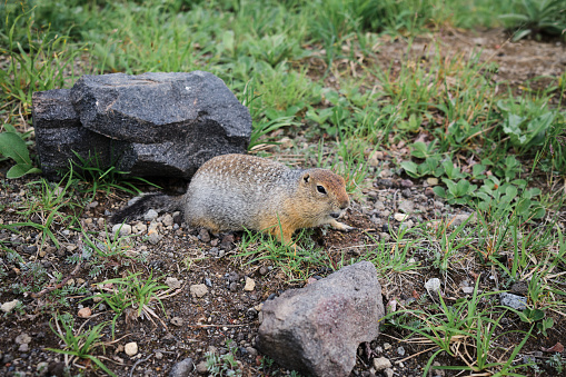 Beringian or Arctic ground squirrel. Spermophilus brunniceps. Urocitellus parryii