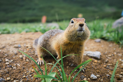 Ground squirrel standing waist-deep in the grass on a beautiful background and shouts.