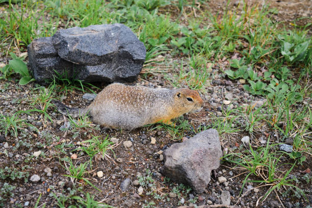 Beringian or Arctic ground squirrel. Spermophilus brunniceps. Urocitellus parryii