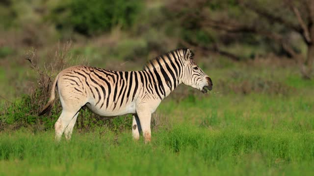 A plains zebra (Equus burchelli) in natural habitat, Mokala National Park, South Africa