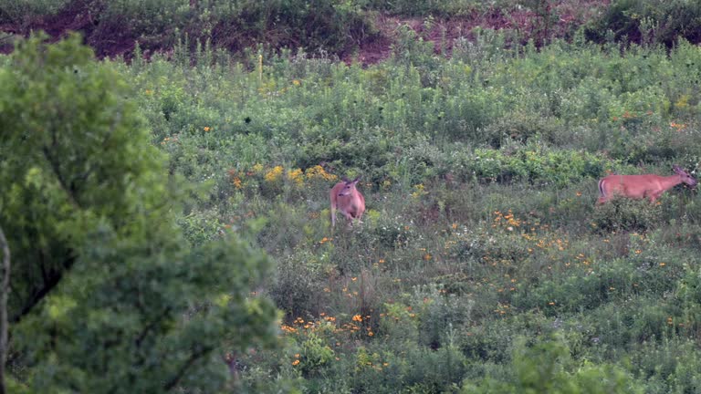 Two yearling white tailed deer in a field with flowers in the late evening light.