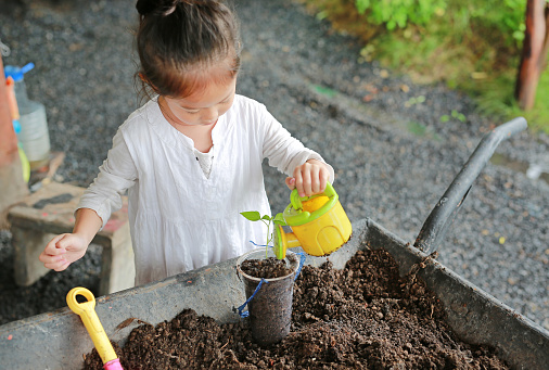 Little asian child girl planting the tree in pot.