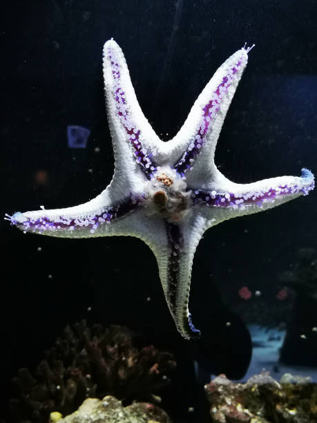 istock sea star in the salt water 1690009961