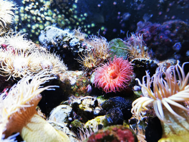 istock sea anemone natural background 1690009986