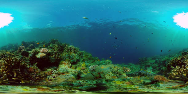 istock Coral reef with fish underwater. Philippines. Virtual Reality 360 1690030933