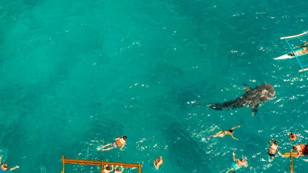 istock Oslob Whale Shark Watching in Philippines, Cebu Island. 1690031995