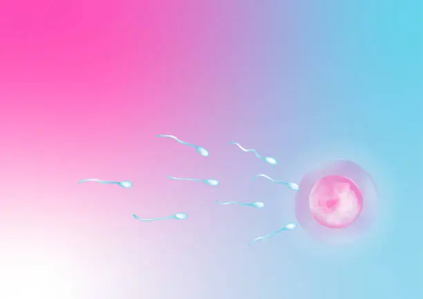 Vector illustration of Ovum and sperms in human fertilization. Human reproduction process.