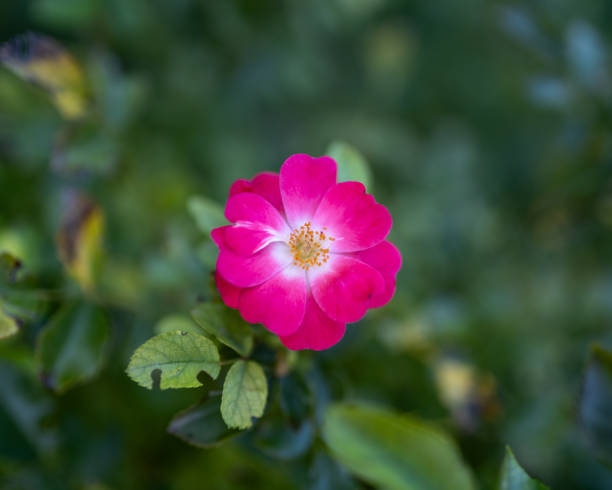 istock Garden flowers 1690079222