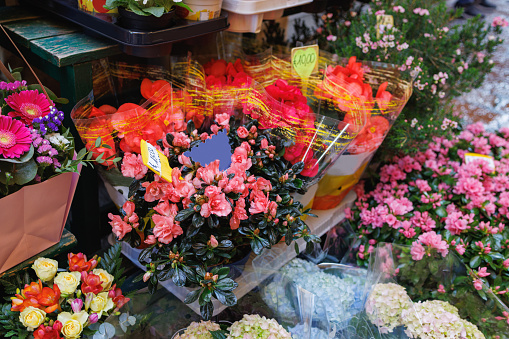 Beautiful flowers of many colors grown in pots on the traditional street market in Bologna, Italy