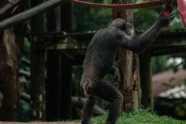 A chimpanzee standing with its back to the camera in Singapore zoo, copy space for text, animal protection concept