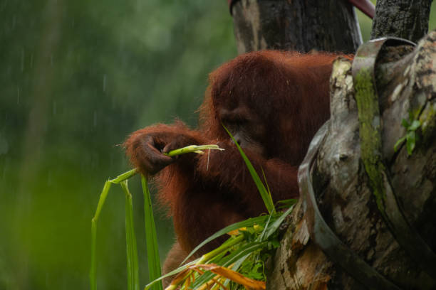istock Male orangutan eating leaves behind the tree 1690114555