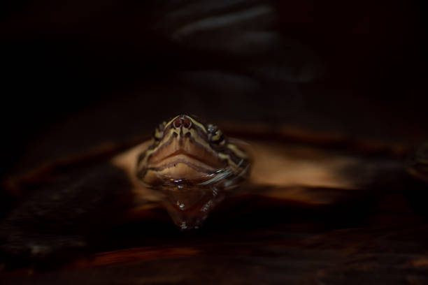 istock The turtle's head emerging from the water surface 1690115627
