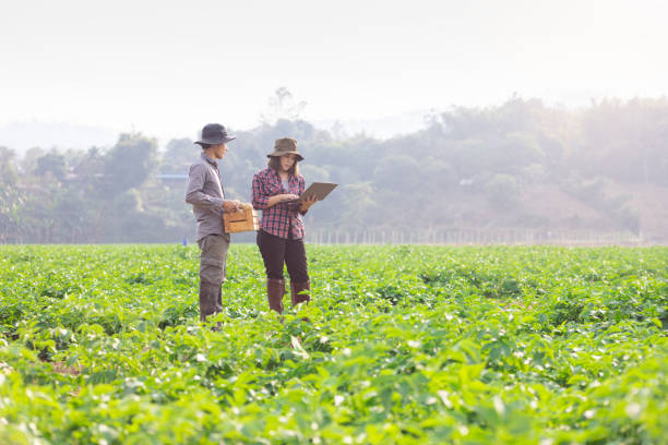 rolnicy badają wzrost i jakość za pomocą cyfrowych inteligentnych tabletów do rejestrowania danych. koncepcja : badania i badania problemów w rolnictwie. agronom.inteligentny rolnik. - corn corn crop field stem zdjęcia i obrazy z banku zdjęć