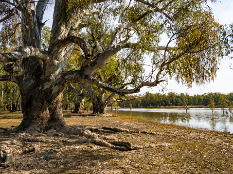 Big old River Red Gums stand next to lake in Barmah National Park Wetlands