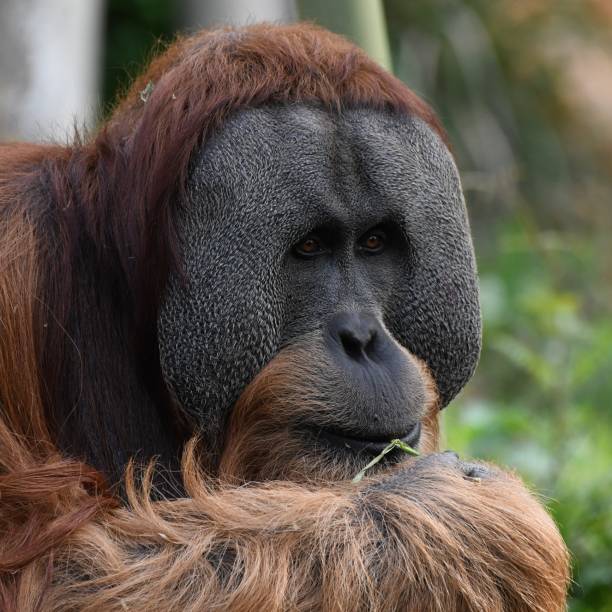 männliche-orang-utan - ape majestic monkey leadership stock-fotos und bilder