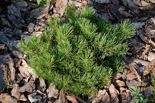 Coniferous growth on the lawn, decorated with chopped tree bark