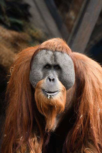 숫나사 오랑우탄 - leadership ape monkey majestic 뉴스 사진 이미지