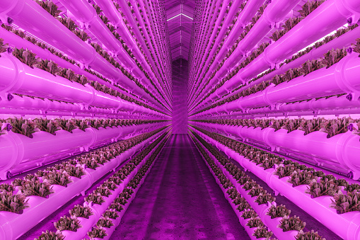 Vertical Hydroponic Plant System With Cultivated Lettuces And Led Lights