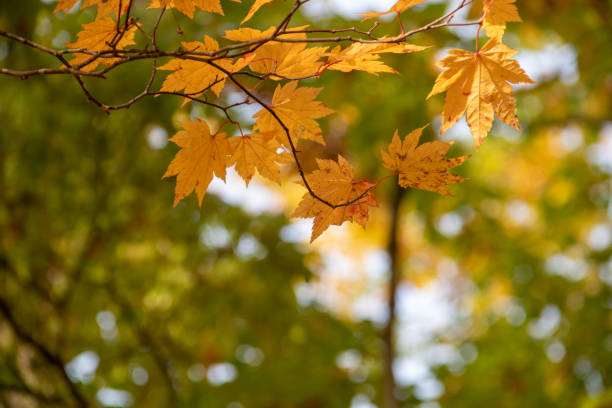 istock Maple leaves shining through the sun 1690160750
