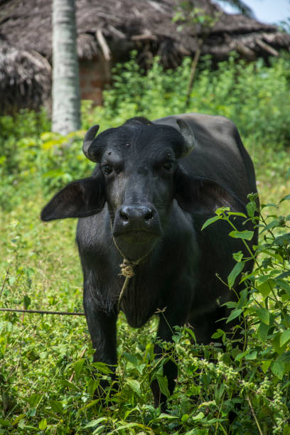istock Black cow in green field 1690165238