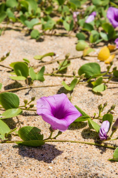 istock Pink flowers on beach sand 1690168903