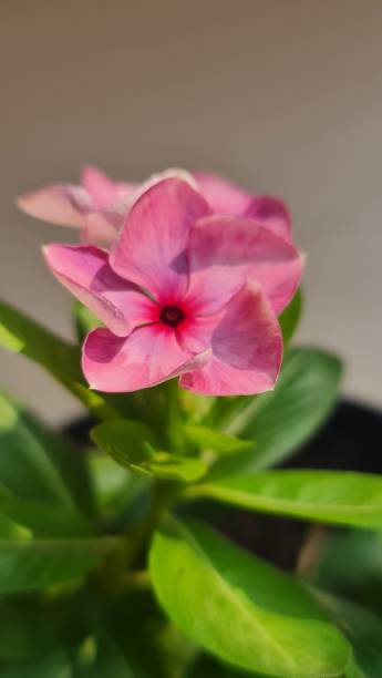 vinca fleurs - catharanthus photos et images de collection