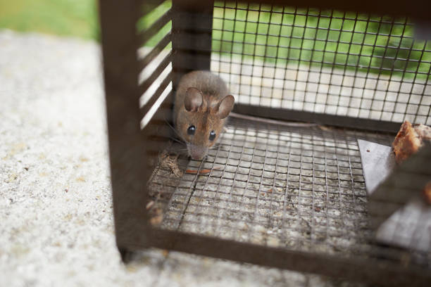 istock mus musculus, mouse in a life trap behind the grid 1690221958