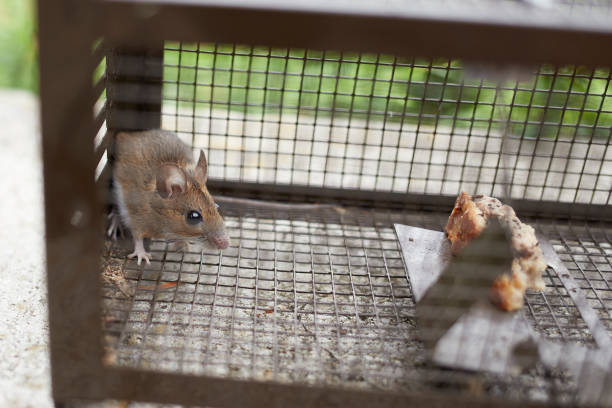 istock mus musculus, mouse in a life trap behind the grid 1690222381