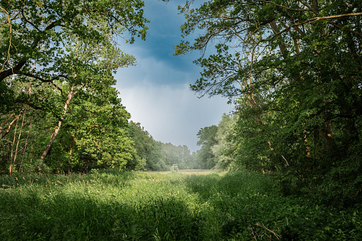 Forest clearing on a foggy day with haze over the meadow