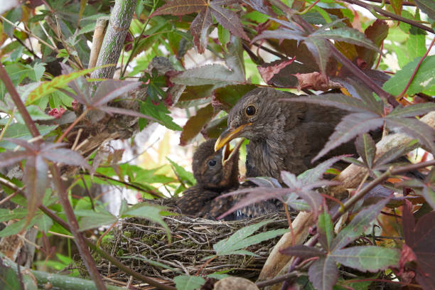 istock starling nest with two chicks in a maple tree, mother bird feeding the chicks 1690224755
