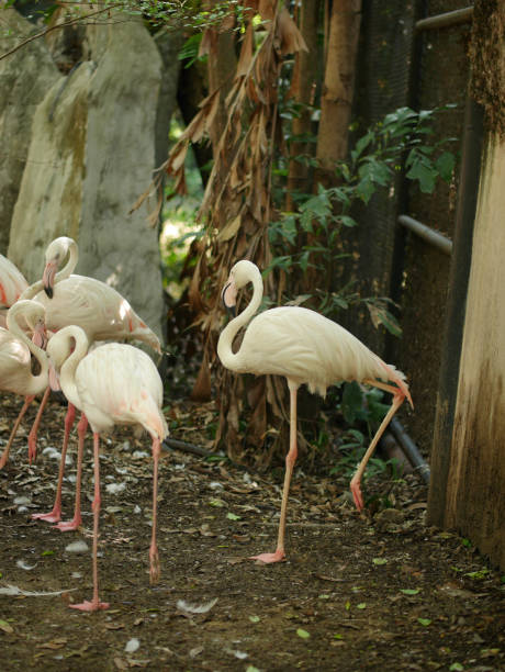 istock flock of flamingos 1690224784