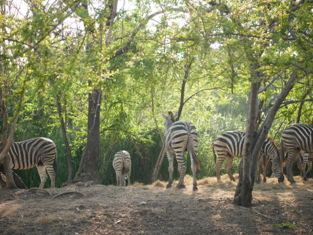 istock A herd of zebras 1690225326