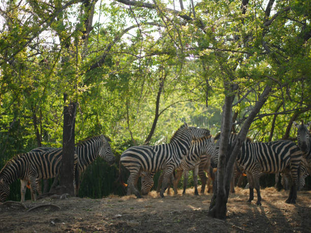 istock A herd of zebras 1690225351
