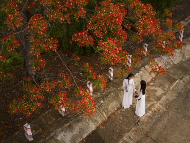 Vietnamese woman wearing white ao dai walks under the blooming phoenix tree
