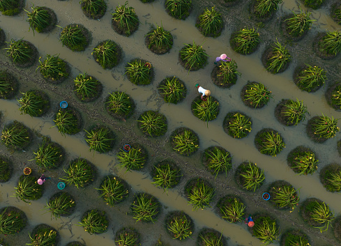 Aerial photo of dragon fruit garden in harvesting, Pitaya orchard, Tien Giang province