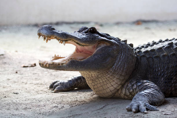 istock Crocodile in the wild 1690239718