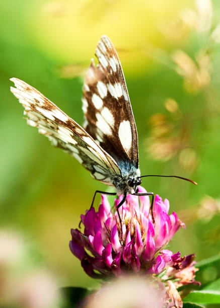 istock Butterfly Pyrgus malvae with wings spread . Nature background concept 1690240831