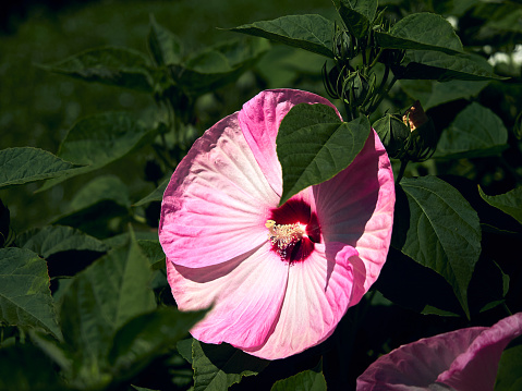 Hibiscus moscheutos. Tropical flower in the garden on a bright day. Pop up flower between green leaves.