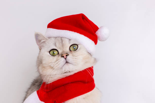 istock A cute white cat, sitting in a red Santa hat 1690248423