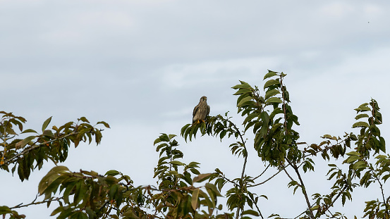 A bird of prey observes the environment from above