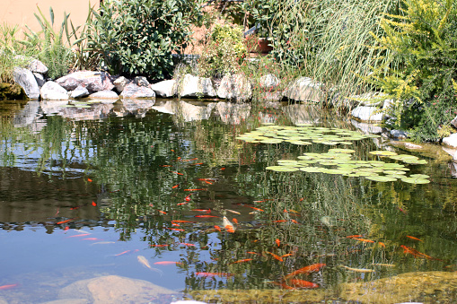 School of goldfish swimming a pond with ripples and leaves